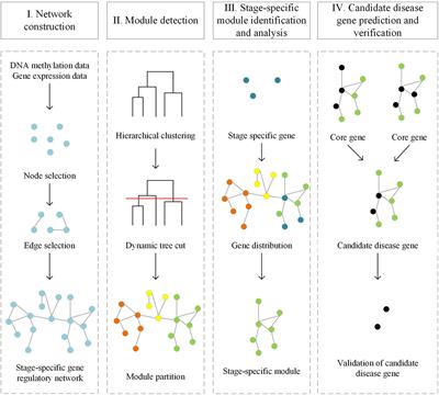 Prediction of Disease Genes Based on Stage-Specific Gene Regulatory Networks in Breast Cancer